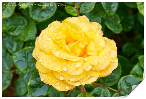 Rose in the rain Print by Geoff Taylor