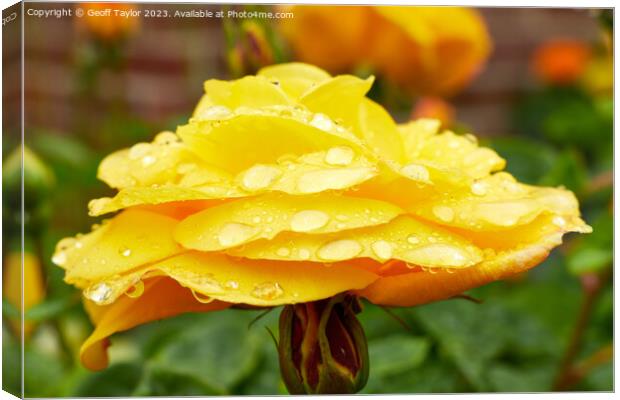 Rose in the rain - side on Canvas Print by Geoff Taylor