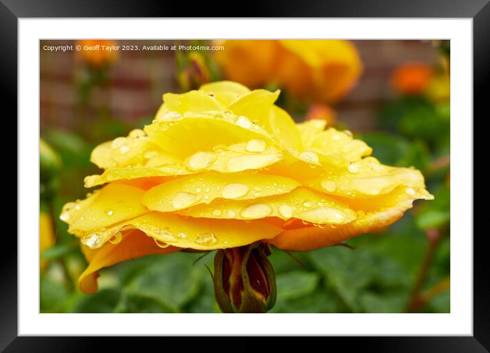 Rose in the rain - side on Framed Mounted Print by Geoff Taylor