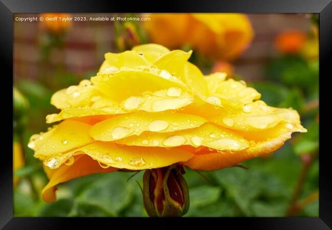Rose in the rain - side on Framed Print by Geoff Taylor