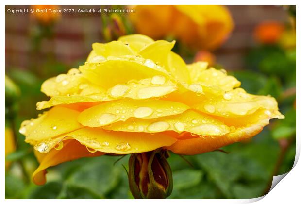 Rose in the rain - side on Print by Geoff Taylor