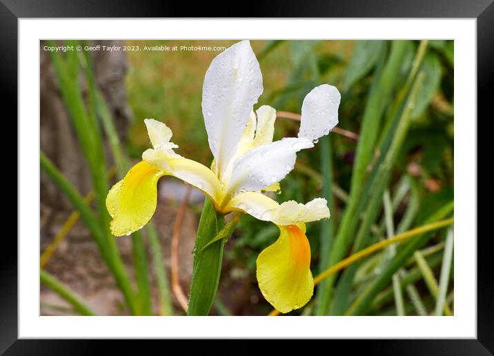 Iris with rain drops Framed Mounted Print by Geoff Taylor
