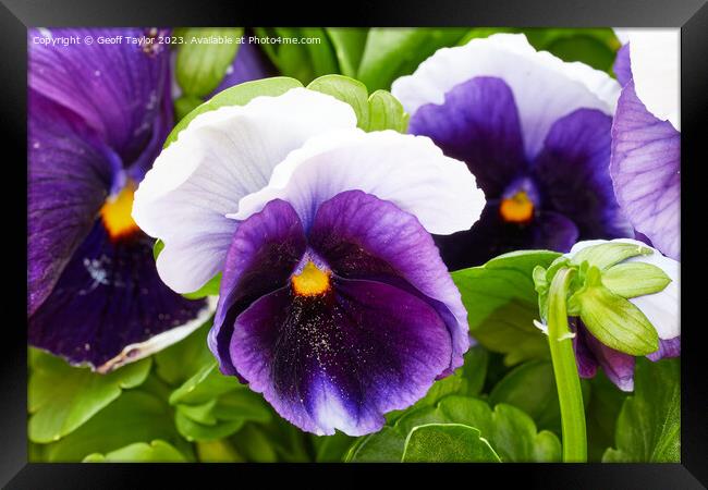 Purple pansy Framed Print by Geoff Taylor