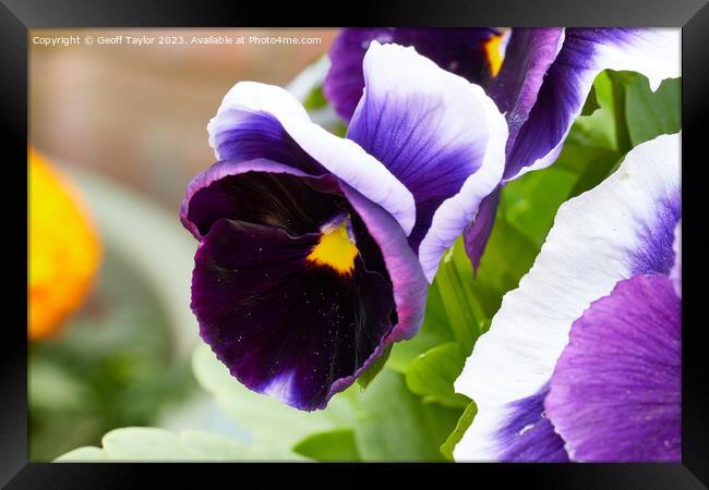 Plant flower Framed Print by Geoff Taylor