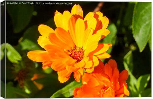 Vivid orange daisy Canvas Print by Geoff Taylor