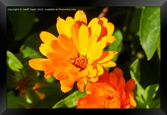 Vivid orange daisy Framed Print by Geoff Taylor