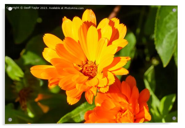 Vivid orange daisy Acrylic by Geoff Taylor