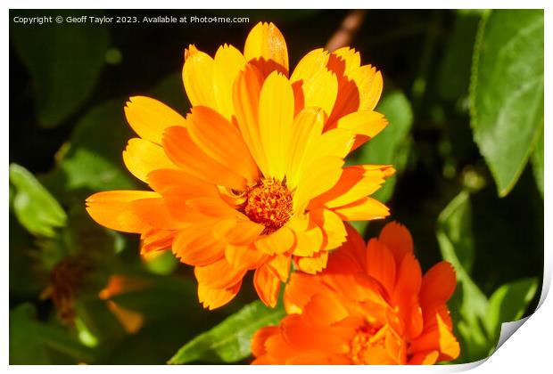Vivid orange daisy Print by Geoff Taylor