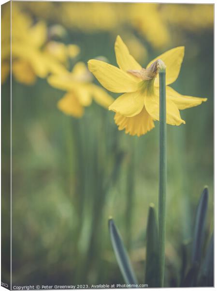 English Spring Daffodils On The Waddesdon Manor Estate In Buckinghamshire Canvas Print by Peter Greenway