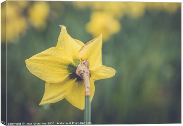 English Spring Daffodils On The Waddesdon Manor Estate In Buckinghamshire Canvas Print by Peter Greenway