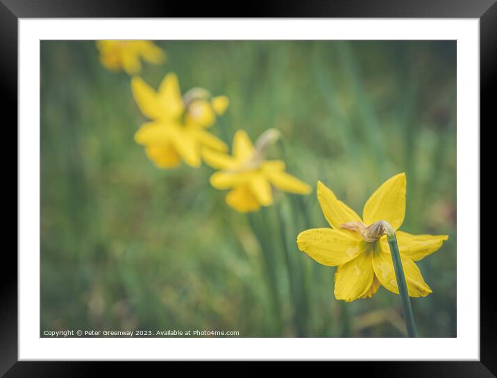 English Spring Daffodils On The Waddesdon Manor Estate In Buckinghamshire Framed Mounted Print by Peter Greenway