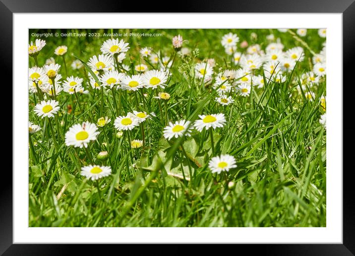 Daisy daisy Framed Mounted Print by Geoff Taylor