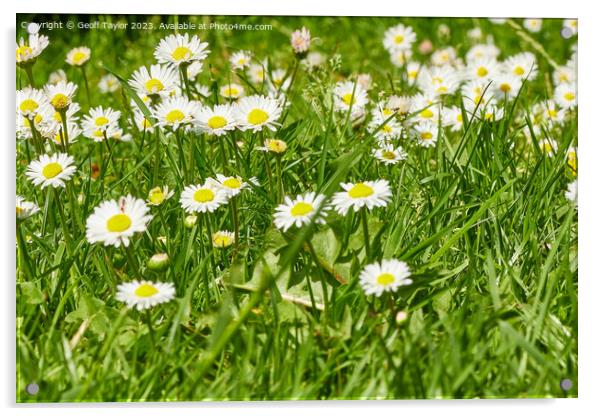 Daisy daisy Acrylic by Geoff Taylor