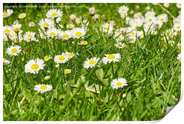 Daisy daisy Print by Geoff Taylor