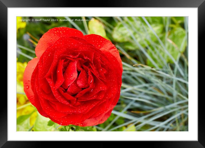 Red ranculus Framed Mounted Print by Geoff Taylor