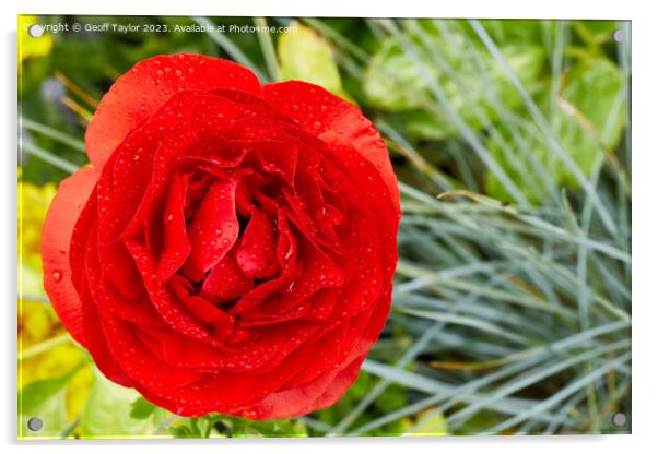 Red ranculus Acrylic by Geoff Taylor