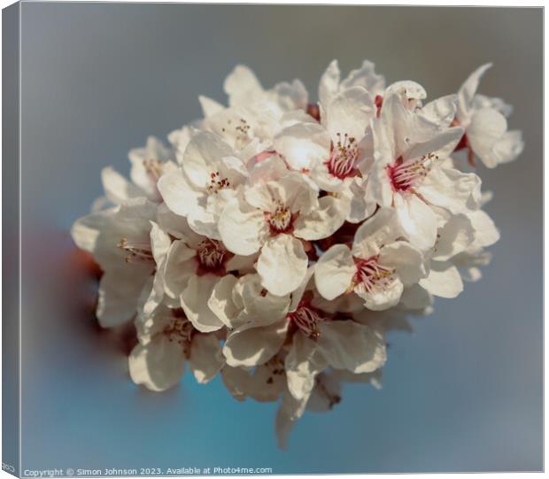 A close up of blossom Canvas Print by Simon Johnson