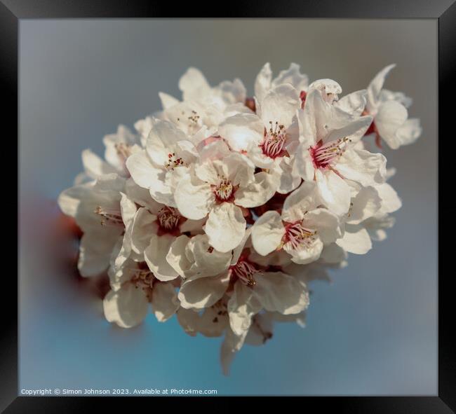 A close up of blossom Framed Print by Simon Johnson