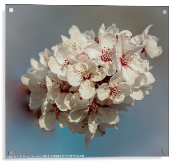 A close up of blossom Acrylic by Simon Johnson