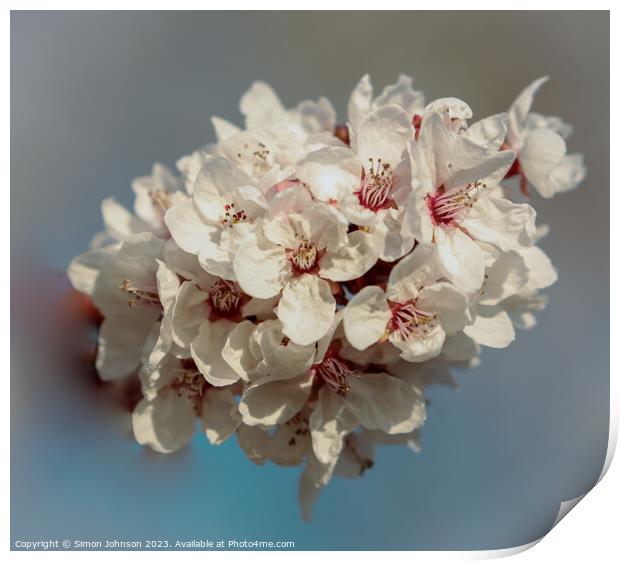 A close up of blossom Print by Simon Johnson