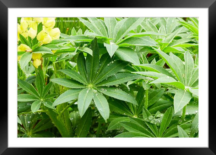 Diamonds in the lupins Framed Mounted Print by Geoff Taylor