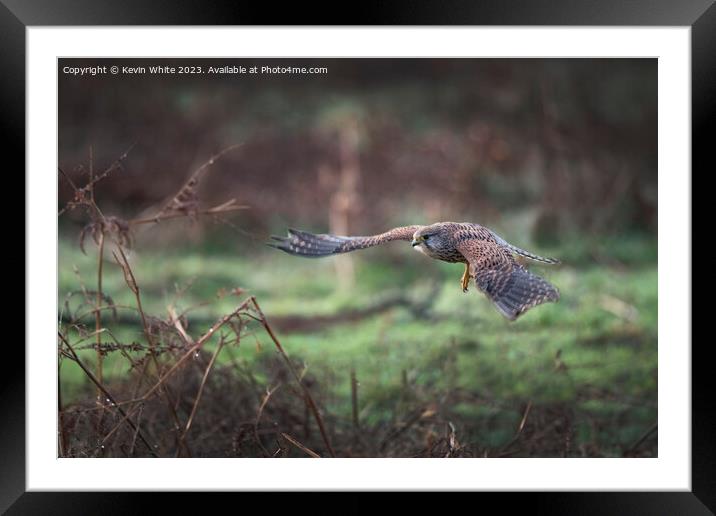 Kestrel flying in for the kill Framed Mounted Print by Kevin White