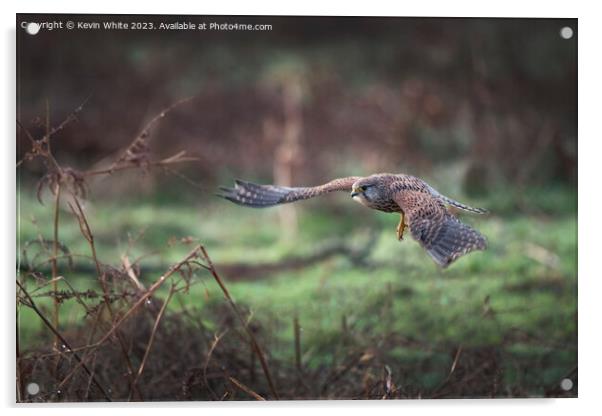 Kestrel flying in for the kill Acrylic by Kevin White