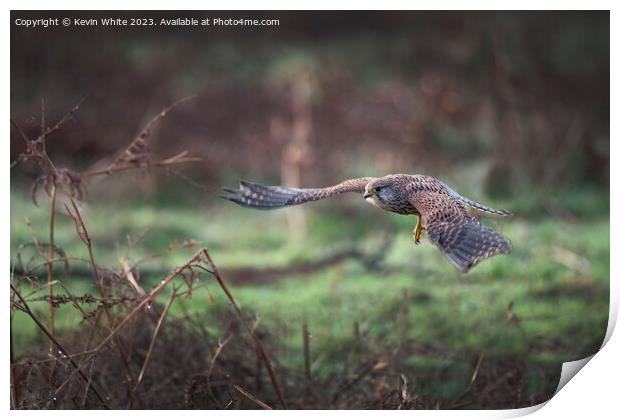 Kestrel flying in for the kill Print by Kevin White