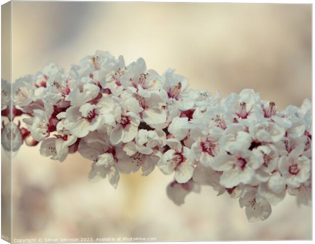 spring Cherry Blossomr Canvas Print by Simon Johnson