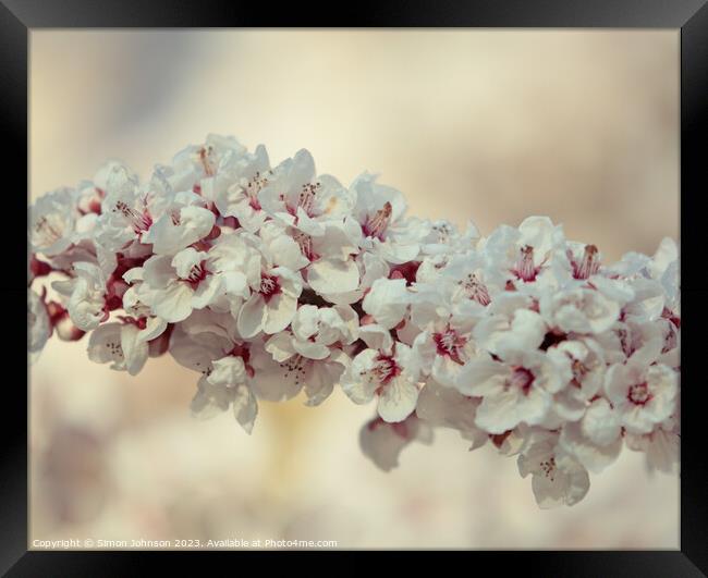 spring Cherry Blossomr Framed Print by Simon Johnson