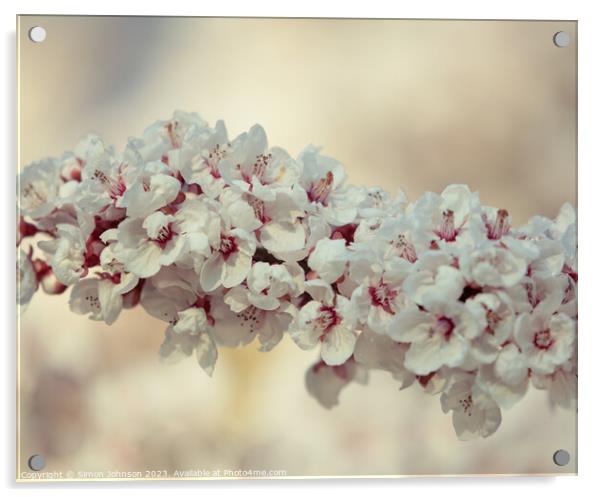 spring Cherry Blossomr Acrylic by Simon Johnson
