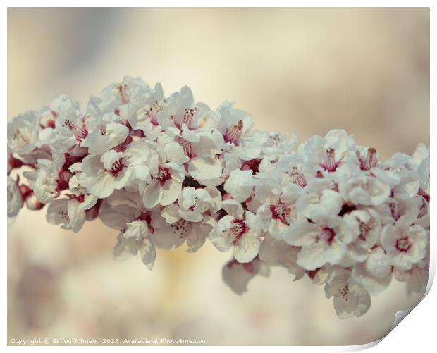 spring Cherry Blossomr Print by Simon Johnson