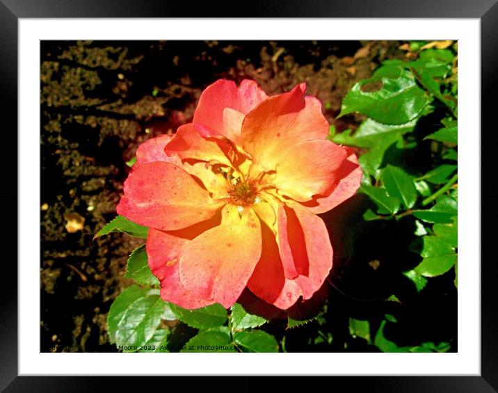 Lovely rose Framed Mounted Print by Stephanie Moore
