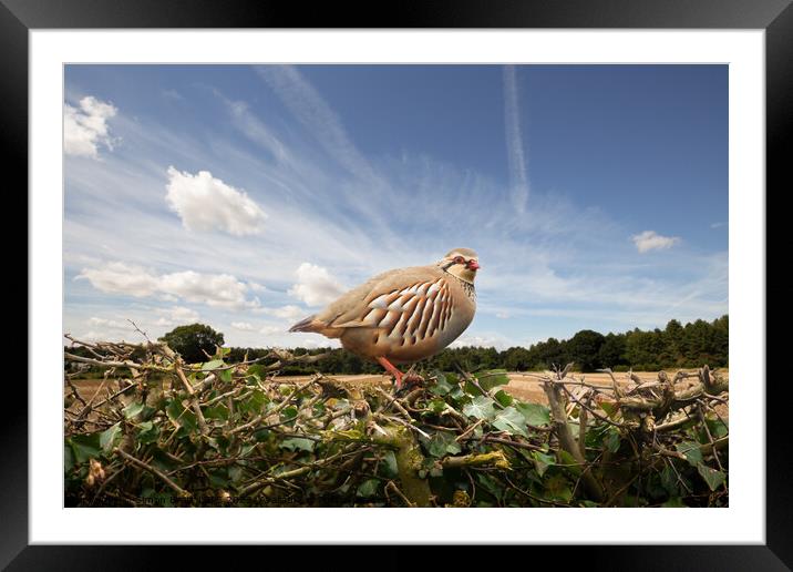 Red legged partridge bird close up on hedge Framed Mounted Print by Simon Bratt LRPS