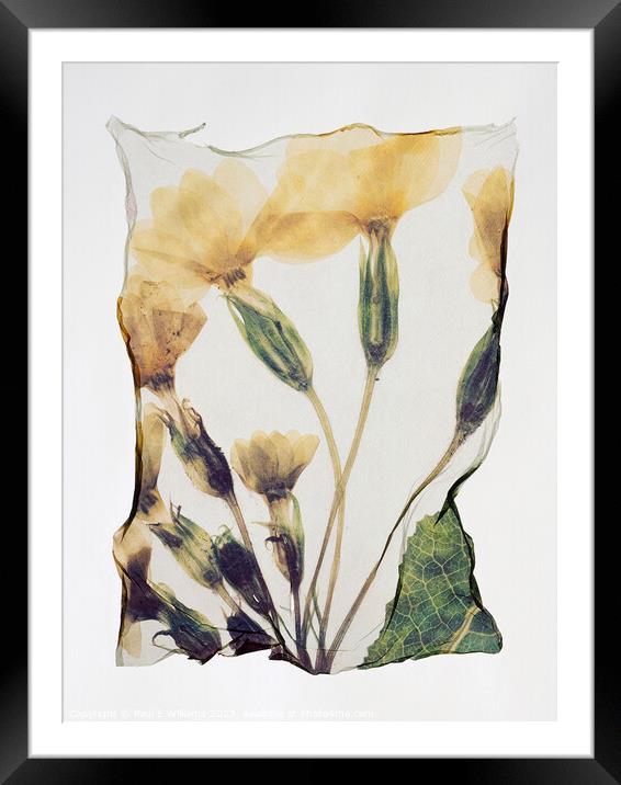 Beautiful Polaroid Lift of a Pressed Wild Primrose Flower Framed Mounted Print by Paul E Williams