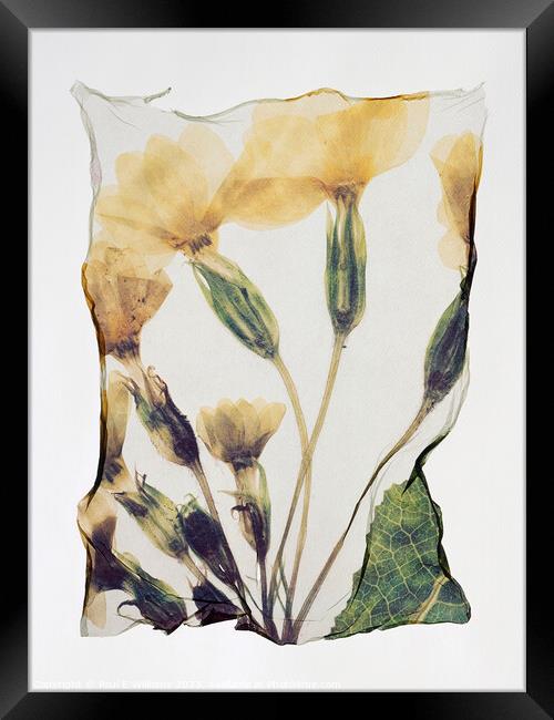 Beautiful Polaroid Lift of a Pressed Wild Primrose Flower Framed Print by Paul E Williams