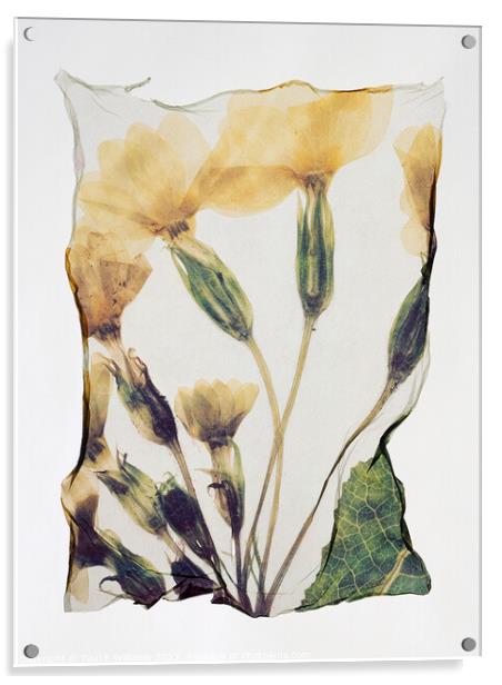 Beautiful Polaroid Lift of a Pressed Wild Primrose Flower Acrylic by Paul E Williams
