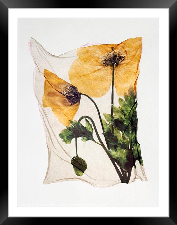 Beautiful Polaroid Lift of a Pressed Wild Welsh Poppy Flower Framed Mounted Print by Paul E Williams