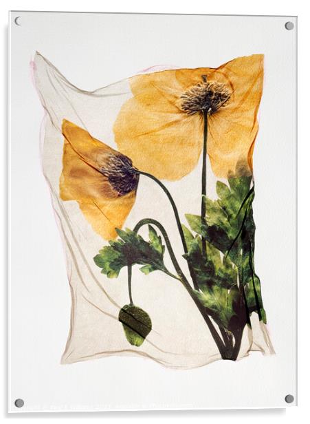 Beautiful Polaroid Lift of a Pressed Wild Welsh Poppy Flower Acrylic by Paul E Williams