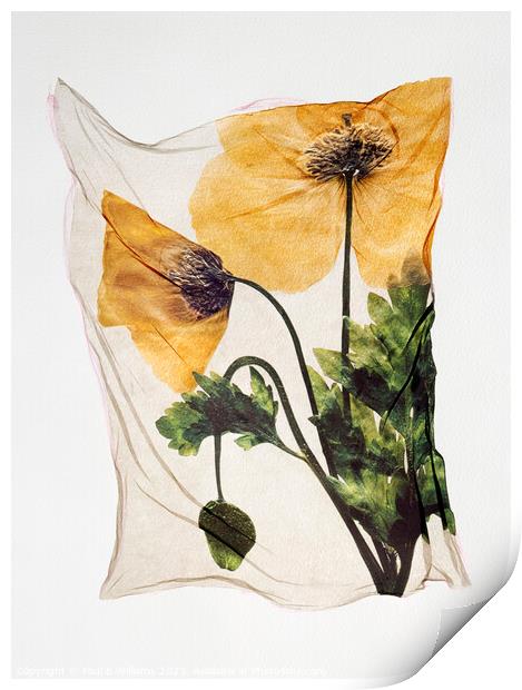 Beautiful Polaroid Lift of a Pressed Wild Welsh Poppy Flower Print by Paul E Williams