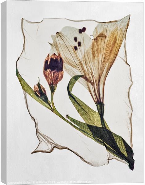 Beautiful Polaroid Lift of a Pressed Wild Lilly Flower Canvas Print by Paul E Williams