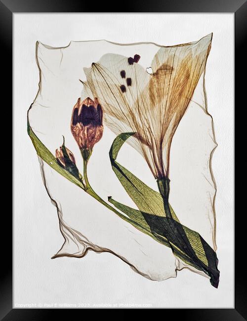 Beautiful Polaroid Lift of a Pressed Wild Lilly Flower Framed Print by Paul E Williams