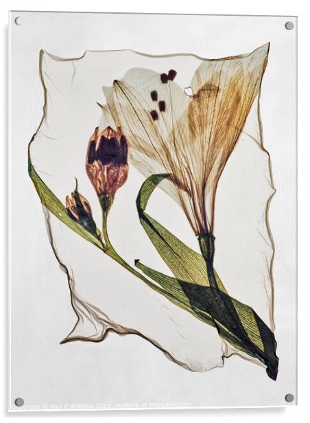 Beautiful Polaroid Lift of a Pressed Wild Lilly Flower Acrylic by Paul E Williams
