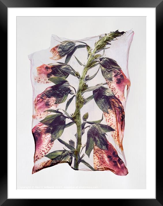 Beautiful Polaroid Lift of a Pressed Wild Foxglove Flower Framed Mounted Print by Paul E Williams