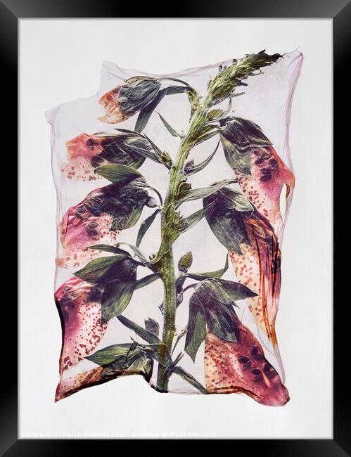 Beautiful Polaroid Lift of a Pressed Wild Foxglove Flower Framed Print by Paul E Williams