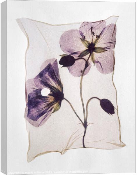 Beautiful Polaroid Lift of a Pressed Wild Meadow Cranesbill Flow Canvas Print by Paul E Williams