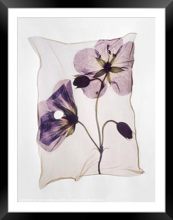 Beautiful Polaroid Lift of a Pressed Wild Meadow Cranesbill Flow Framed Mounted Print by Paul E Williams