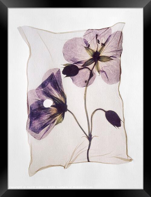 Beautiful Polaroid Lift of a Pressed Wild Meadow Cranesbill Flow Framed Print by Paul E Williams