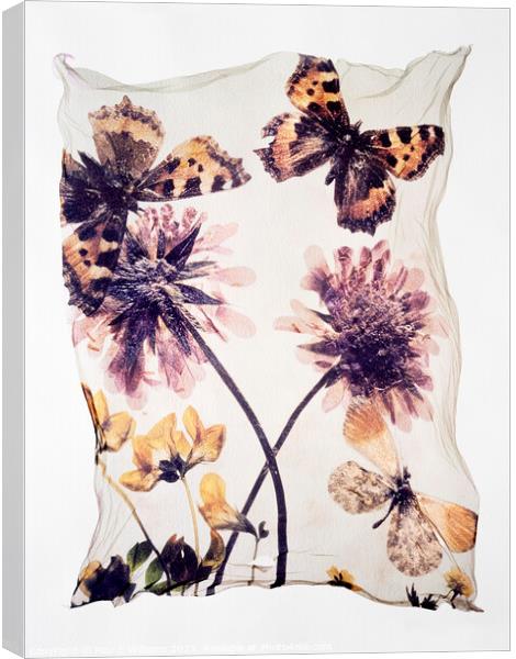 Beautiful Polaroid Lift of Butterflies & Wild Scabious Flowers Canvas Print by Paul E Williams