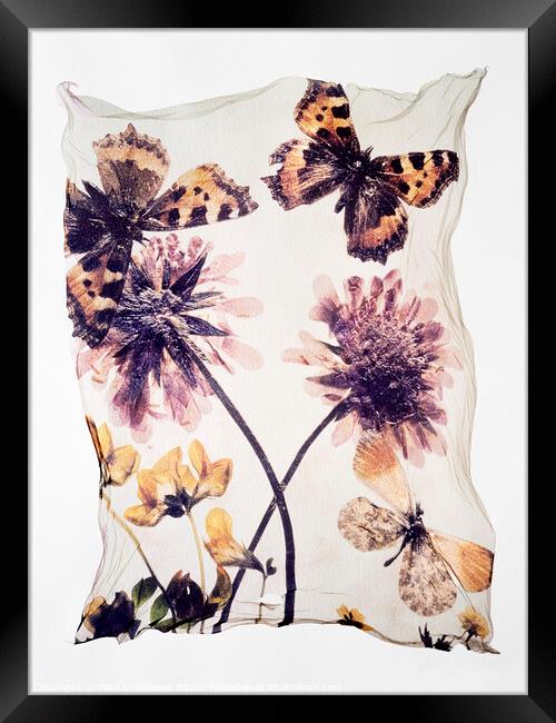 Beautiful Polaroid Lift of Butterflies & Wild Scabious Flowers Framed Print by Paul E Williams